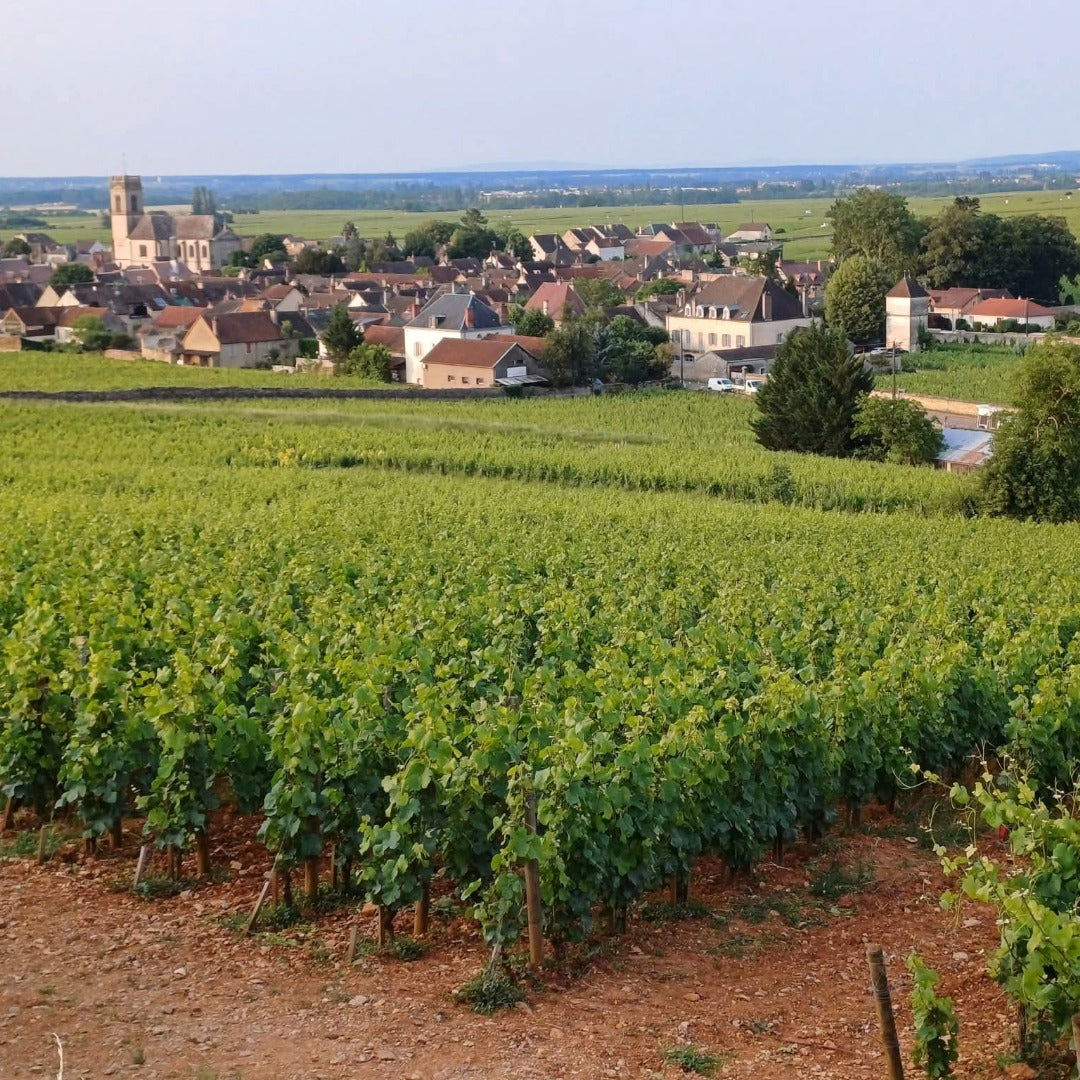 Domaine Berthelemot Pommard Village