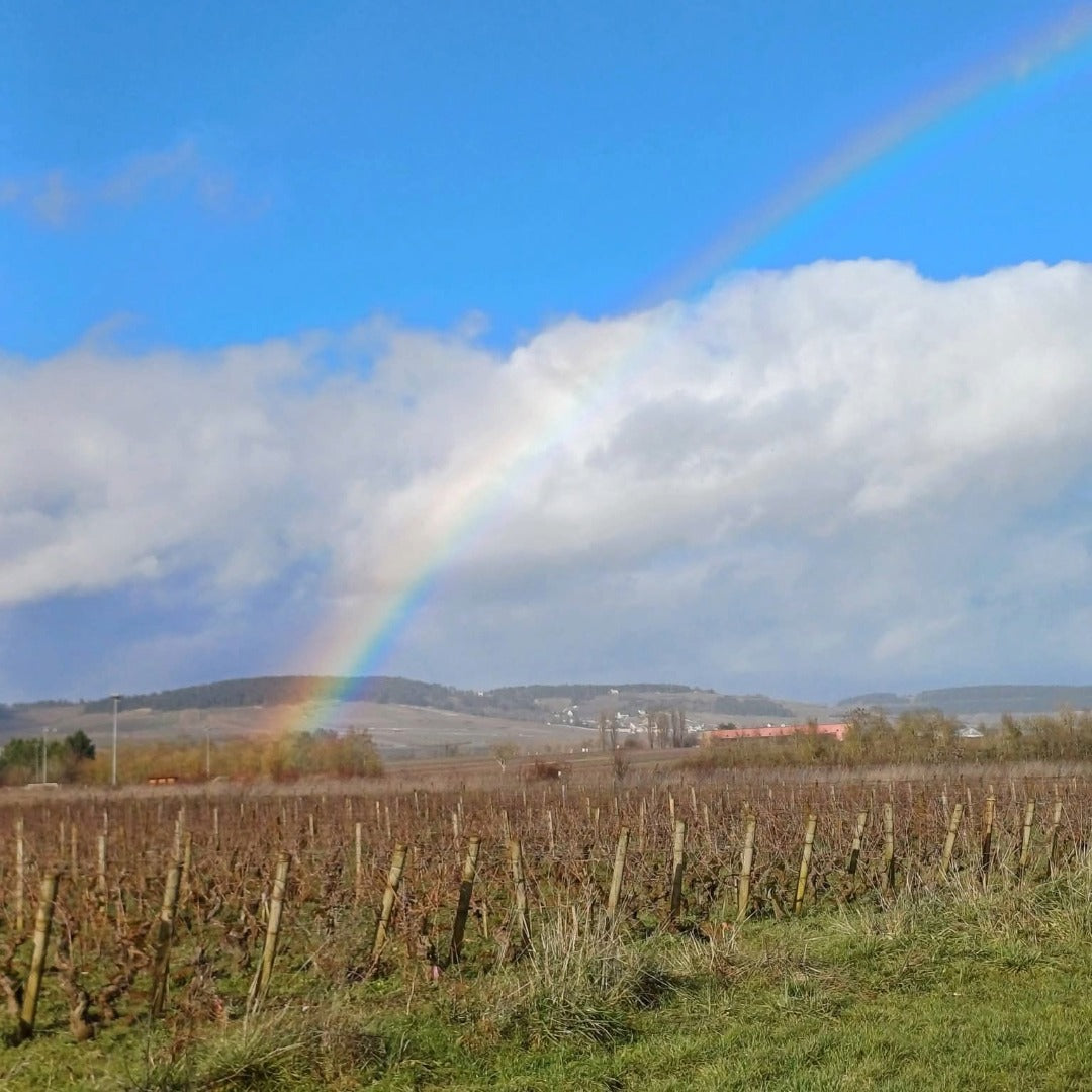 Domaine Berthelemot Pommard Village
