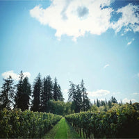 Bethany Old Quarry Tawny