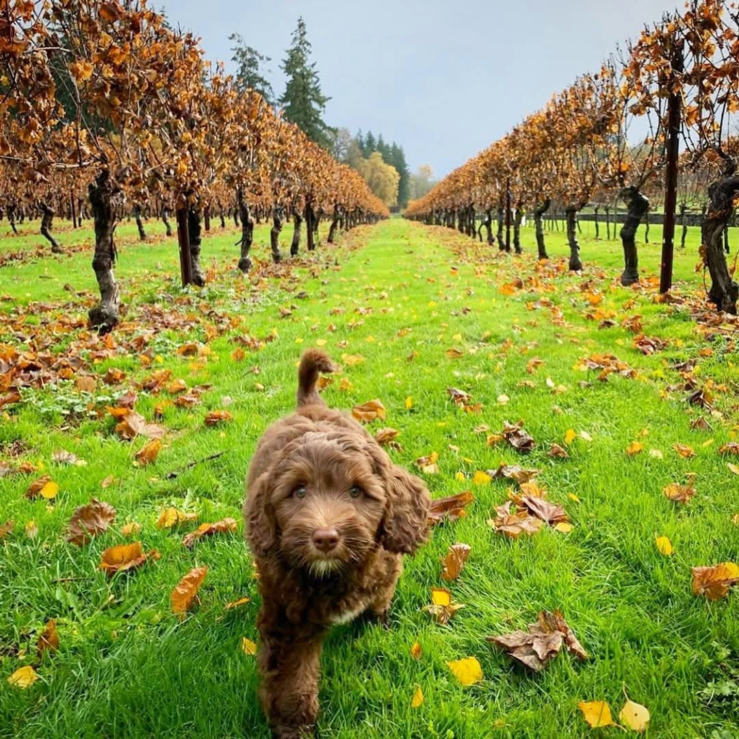 Bethany Old Quarry Tawny