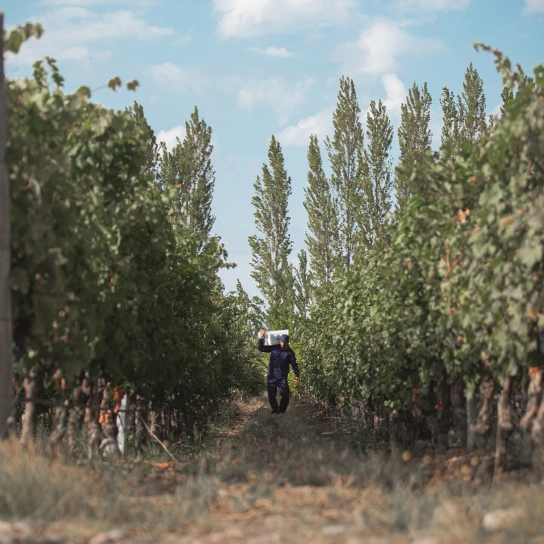 Finca Los Primos Chenin Blanc/Torrontes