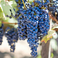 Finca Los Primos Chenin Blanc/Torrontes