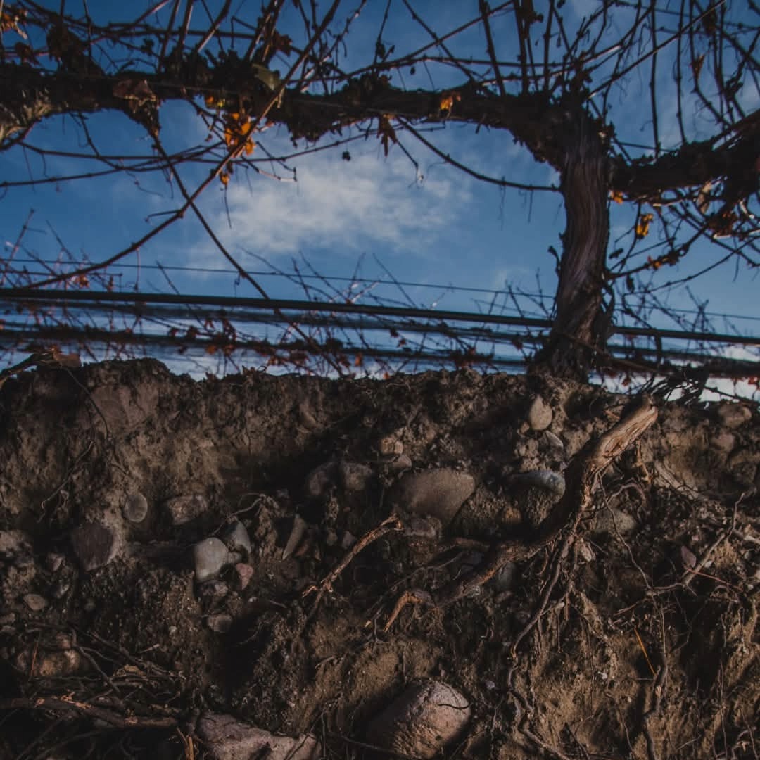 Finca Los Primos Chenin Blanc/Torrontes