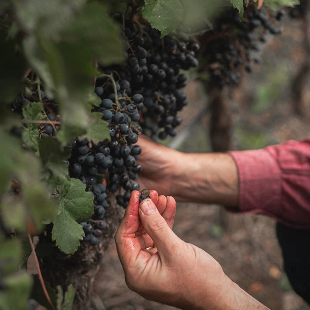 Finca Los Primos Chenin Blanc/Torrontes