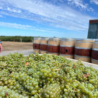 Bokisch Terra Alta Vineyard Graciano