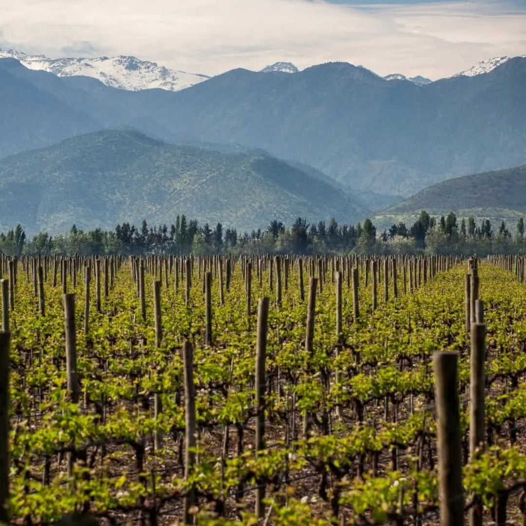 Chateau Los Boldos Sauvignon Blanc
