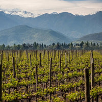 Chateau Los Boldos Sauvignon Blanc