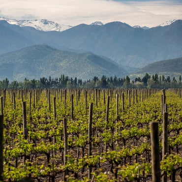 Chateau Los Boldos Sauvignon Blanc