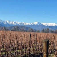 Chateau Los Boldos Sauvignon Blanc