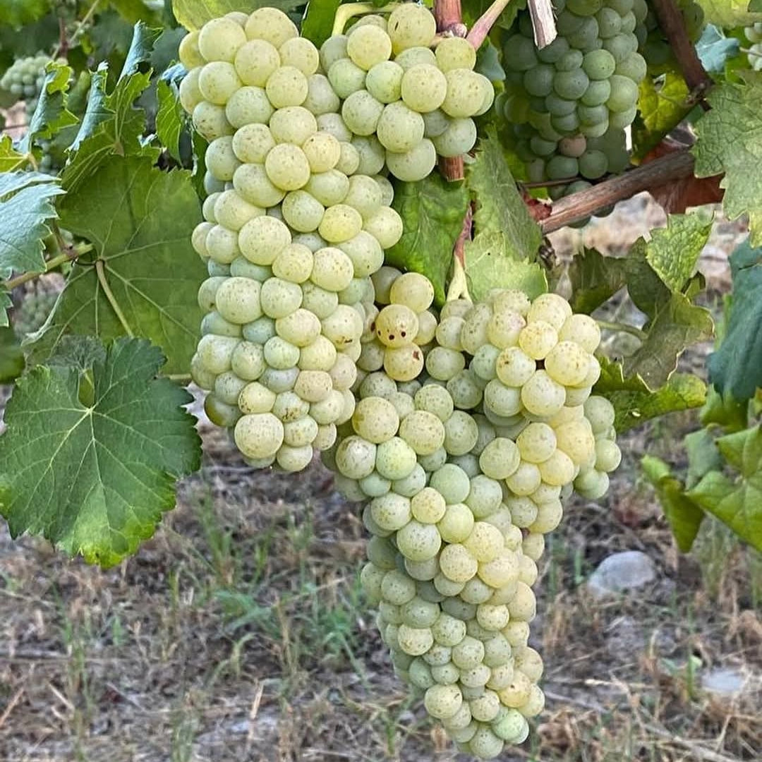 Chateau Los Boldos Sauvignon Blanc