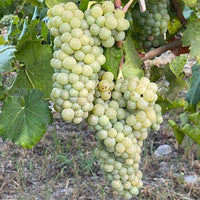 Chateau Los Boldos Sauvignon Blanc