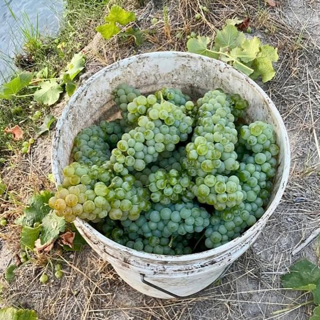 Chateau Los Boldos Sauvignon Blanc
