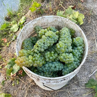 Chateau Los Boldos Sauvignon Blanc