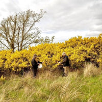 20cl Botanist Islay Gin