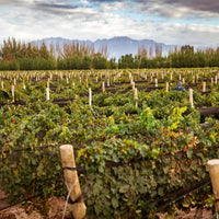 Bressia Monteagrelo Malbec