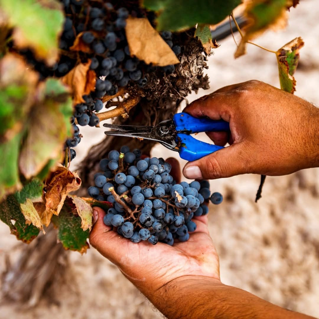 Bressia Monteagrelo Malbec