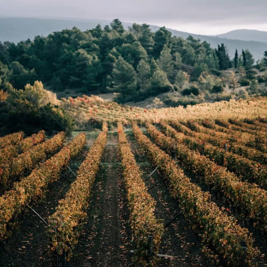 Ams Tram Gram Le Roi Cinsault