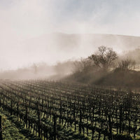 Ams Tram Gram Le Roi Cinsault