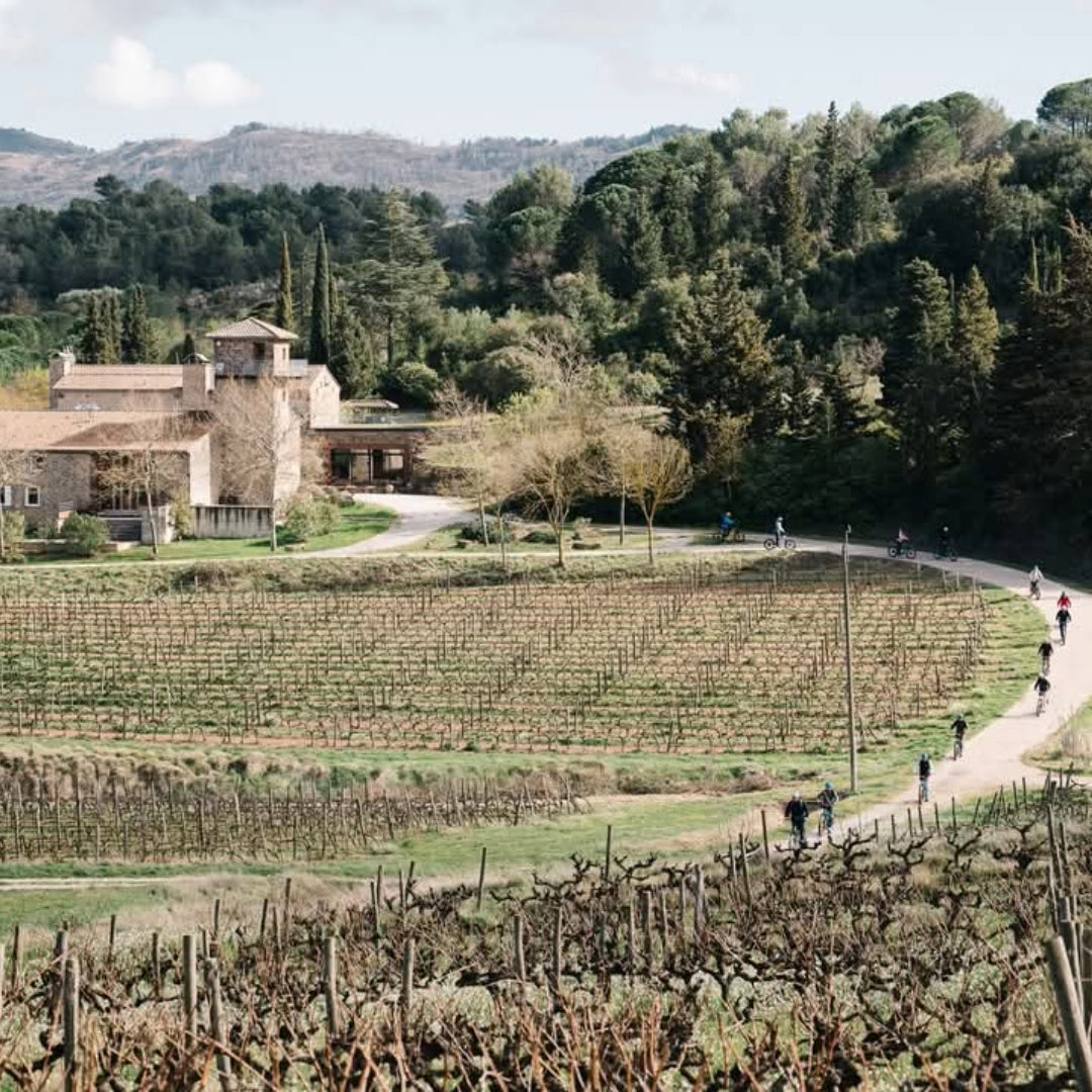 Ams Tram Gram Le Roi Cinsault