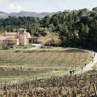 Ams Tram Gram Le Roi Cinsault