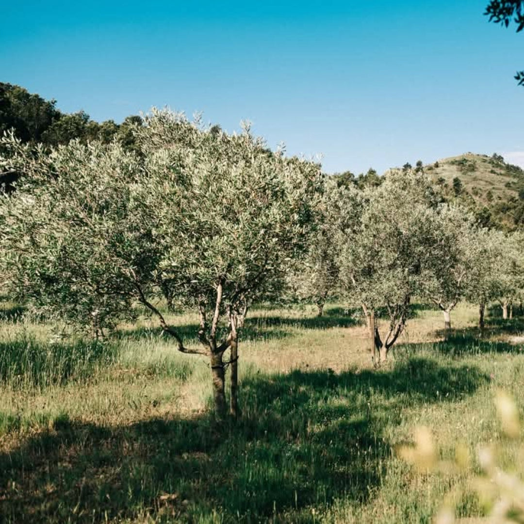 Ams Tram Gram Le Roi Cinsault