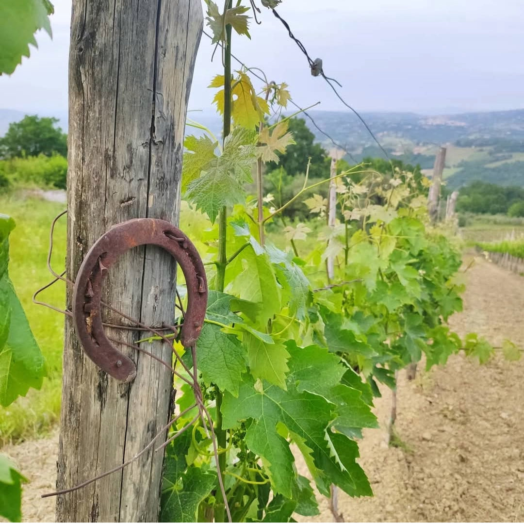 I Capitani Guaglione Aglianico Irpinia DOC