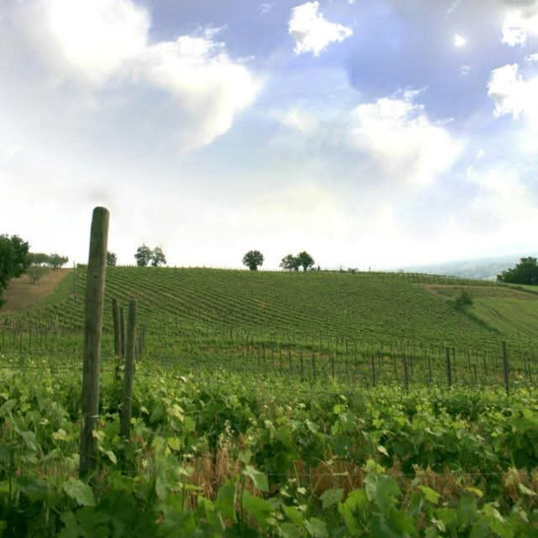 I Capitani Guaglione Aglianico Irpinia DOC