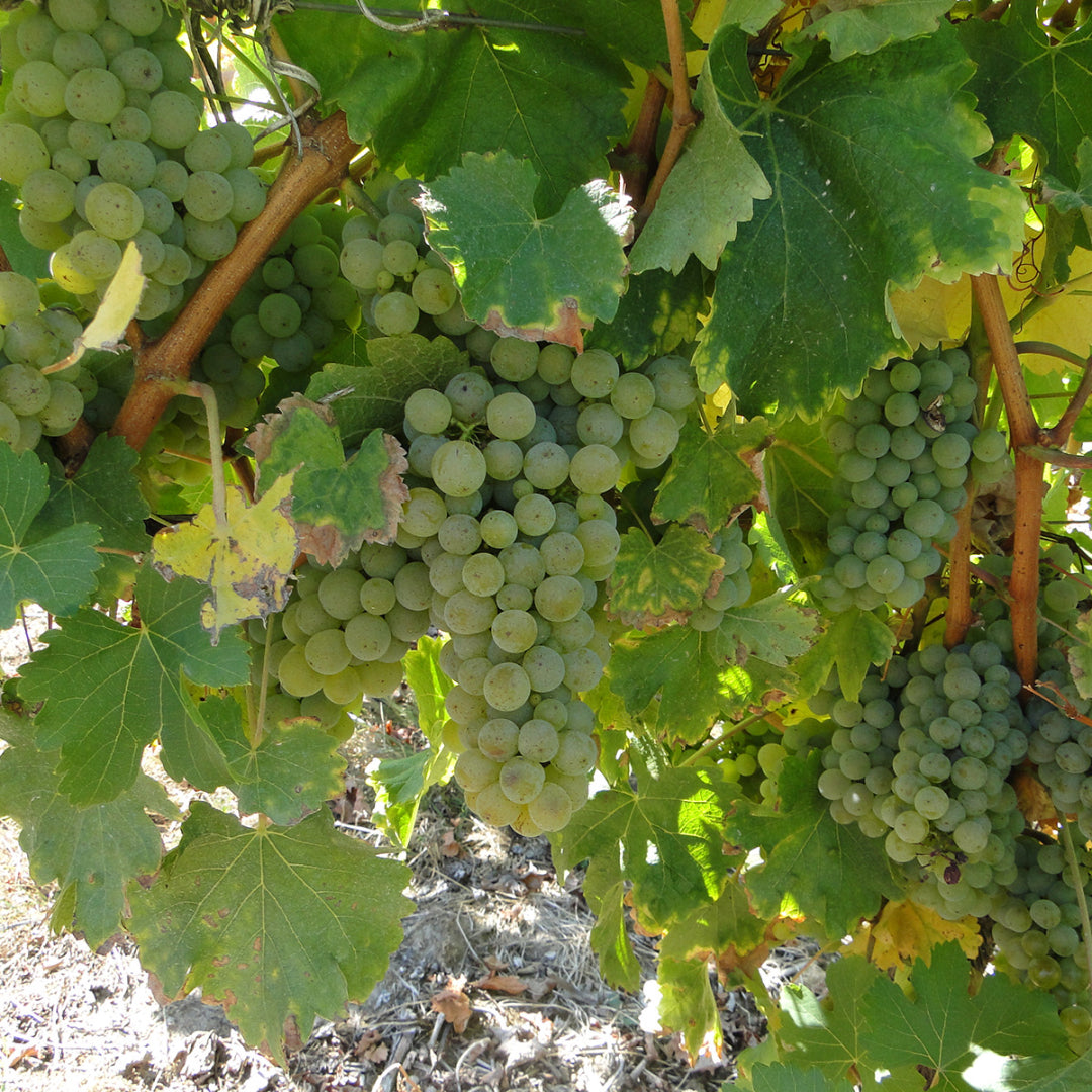 Domaine Joel Delaunay, `Casca Macération de Soif` Sauvignon Blanc Vin Orange