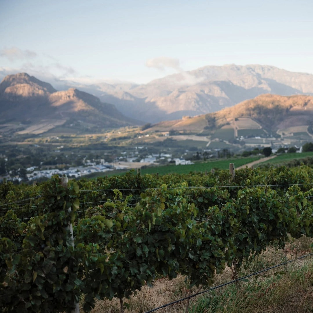 Chamonix Greywacke Pinotage