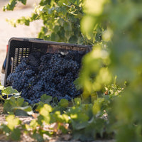 Chamonix Greywacke Pinotage