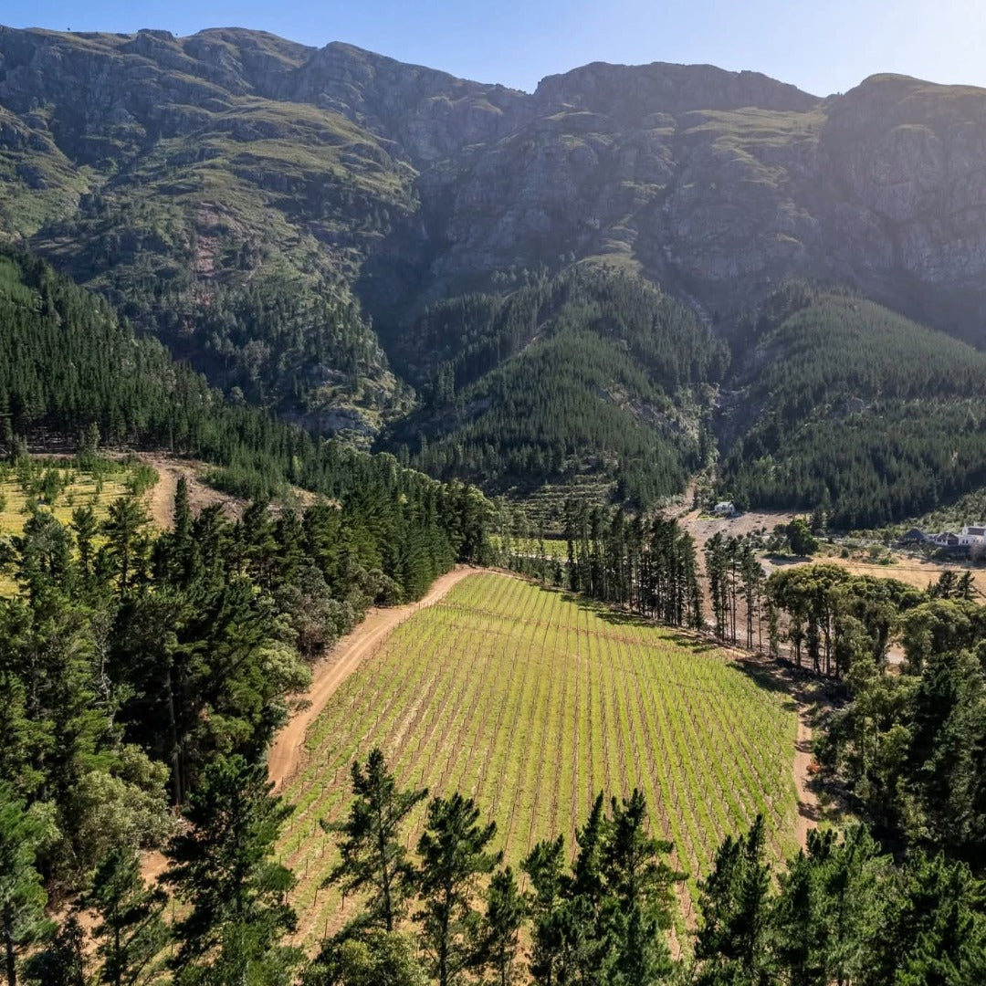 Chamonix Greywacke Pinotage