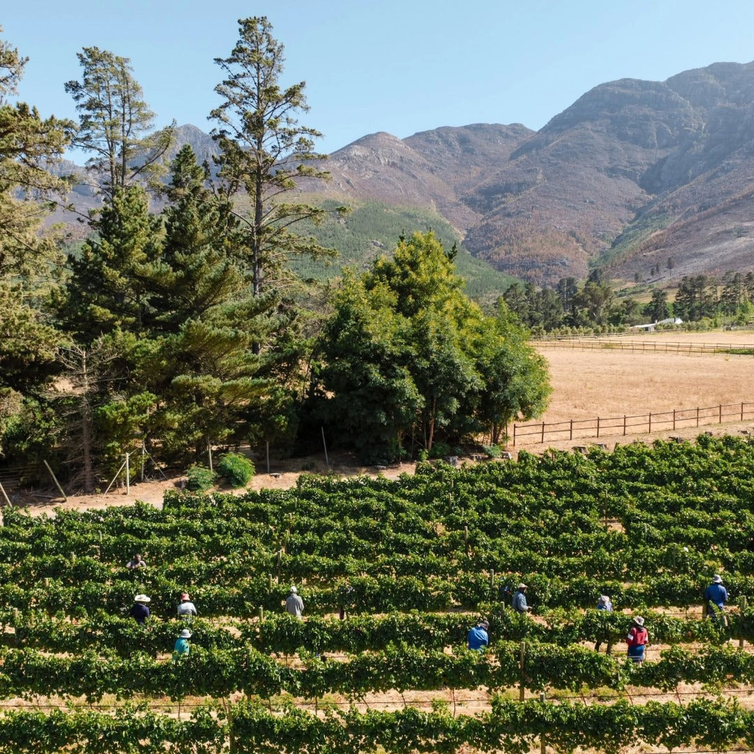 Chamonix Greywacke Pinotage