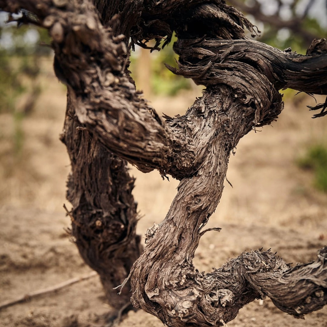 Chamonix Greywacke Pinotage