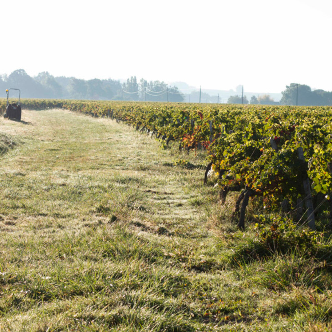 Franc de Bel Solera Cabernet Franc