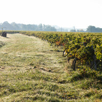 Franc de Bel Solera Cabernet Franc