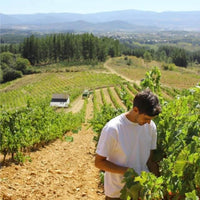 El Cigala Bierzo Godello