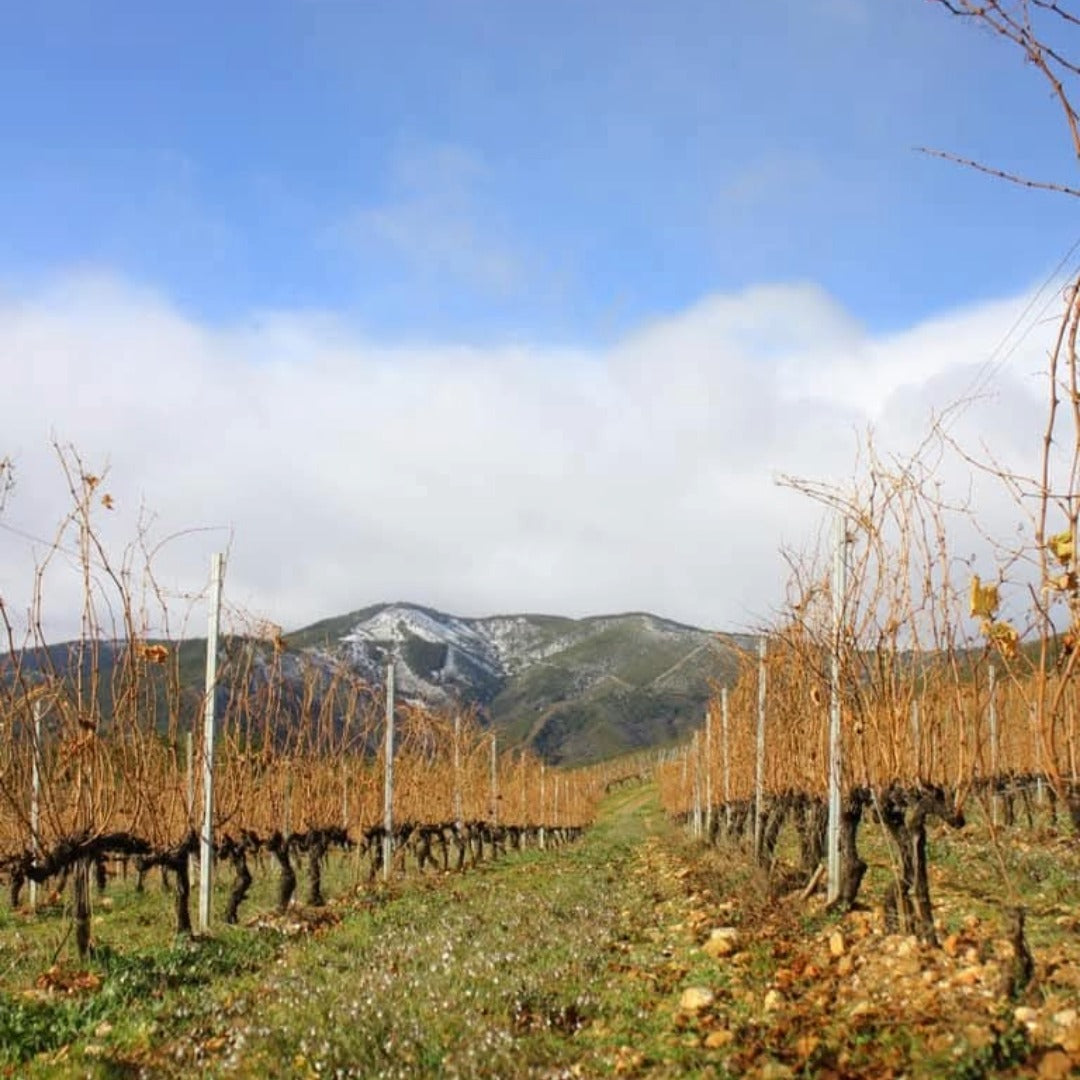El Cigala Bierzo Godello