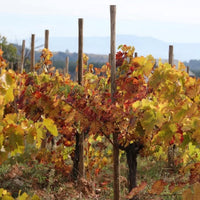 El Cigala Bierzo Godello