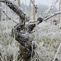 El Cigala Bierzo Godello