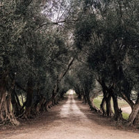 Corryton Burge Percival Norman Barossa Shiraz