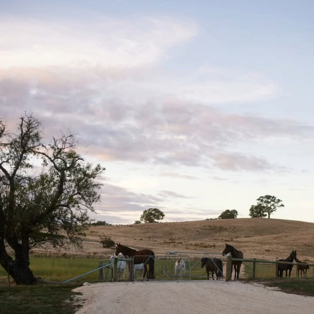 Corryton Burge Percival Norman Barossa Shiraz