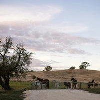 Corryton Burge Percival Norman Barossa Shiraz