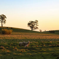 Corryton Burge Percival Norman Barossa Shiraz