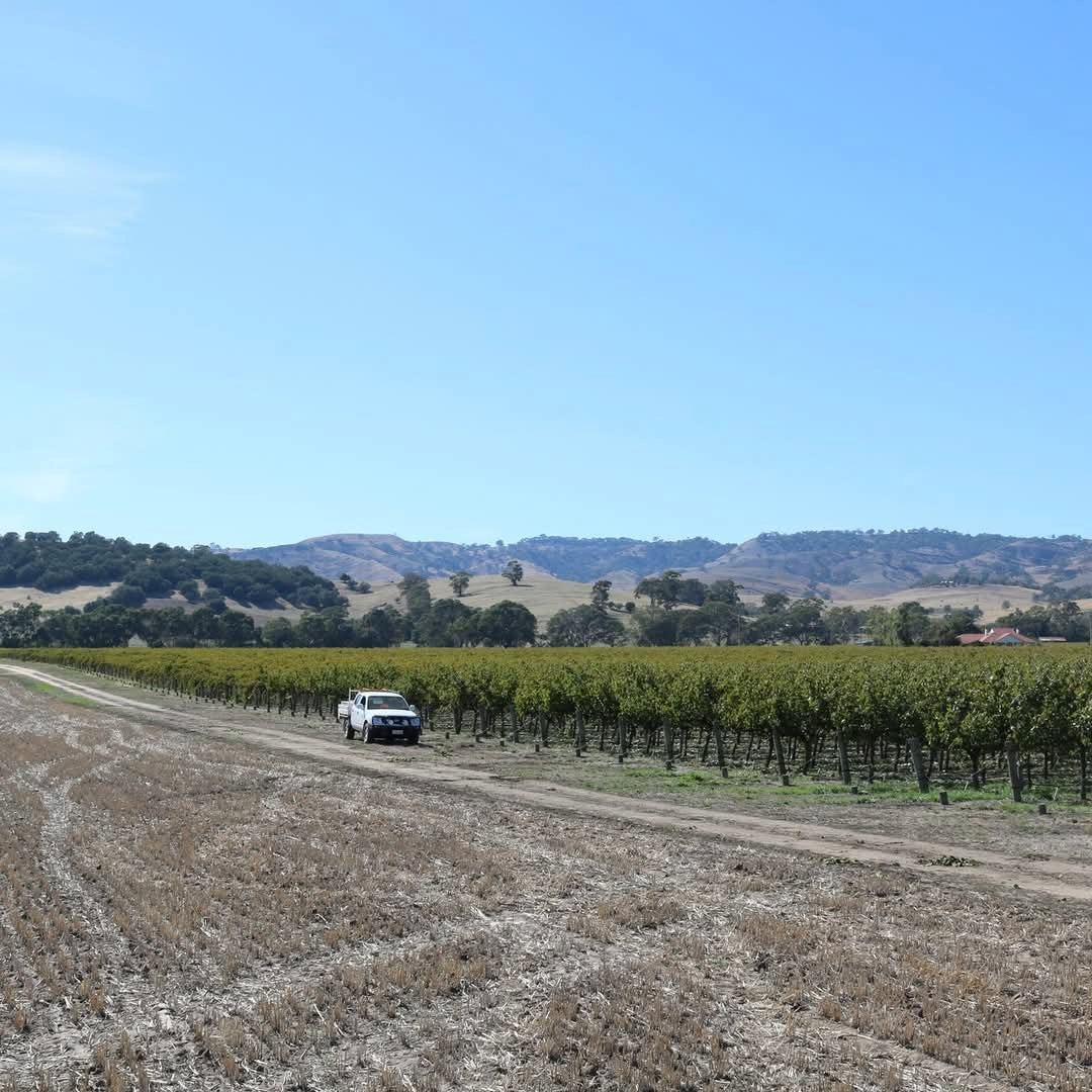 Corryton Burge Percival Norman Barossa Shiraz