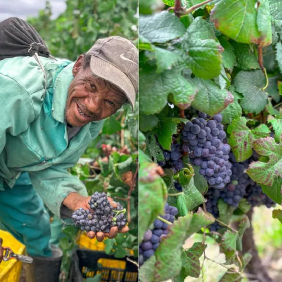 Bon Courage Estate Pinotage