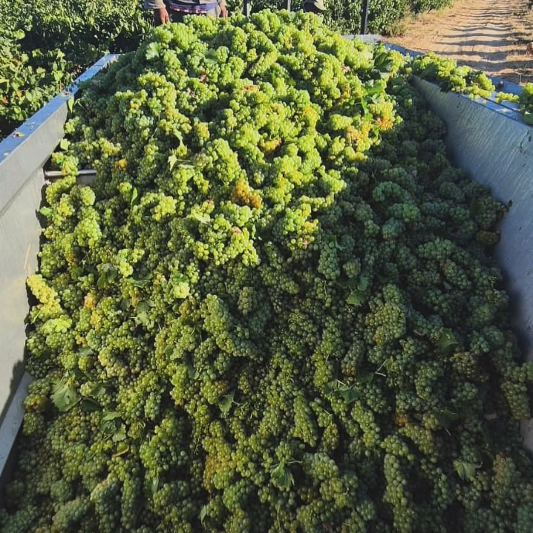 Daschbosch Mossiesdrift Steen Chenin Blanc