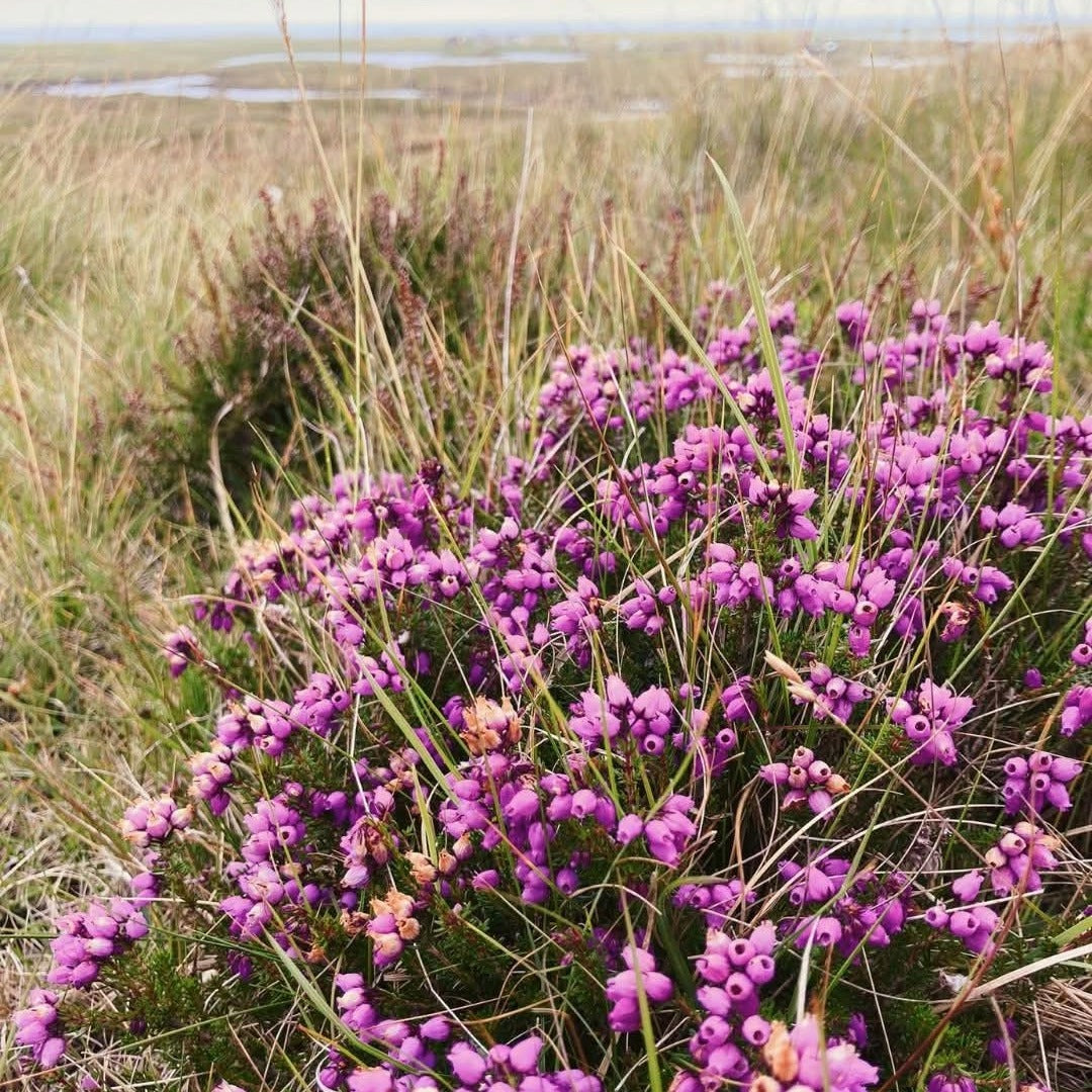 Downpour Sloe & Bramble Gin