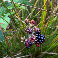 Downpour Sloe & Bramble Gin