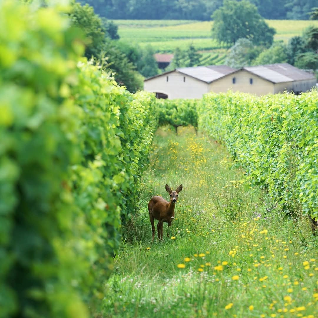Chateau La Rose Du Pin Entre-Deux-Mers