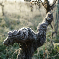 Chateau La Rose Du Pin Entre-Deux-Mers